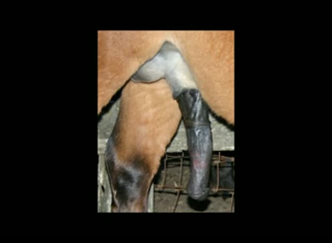 Video :Zoophilia compilation of big horse dicks